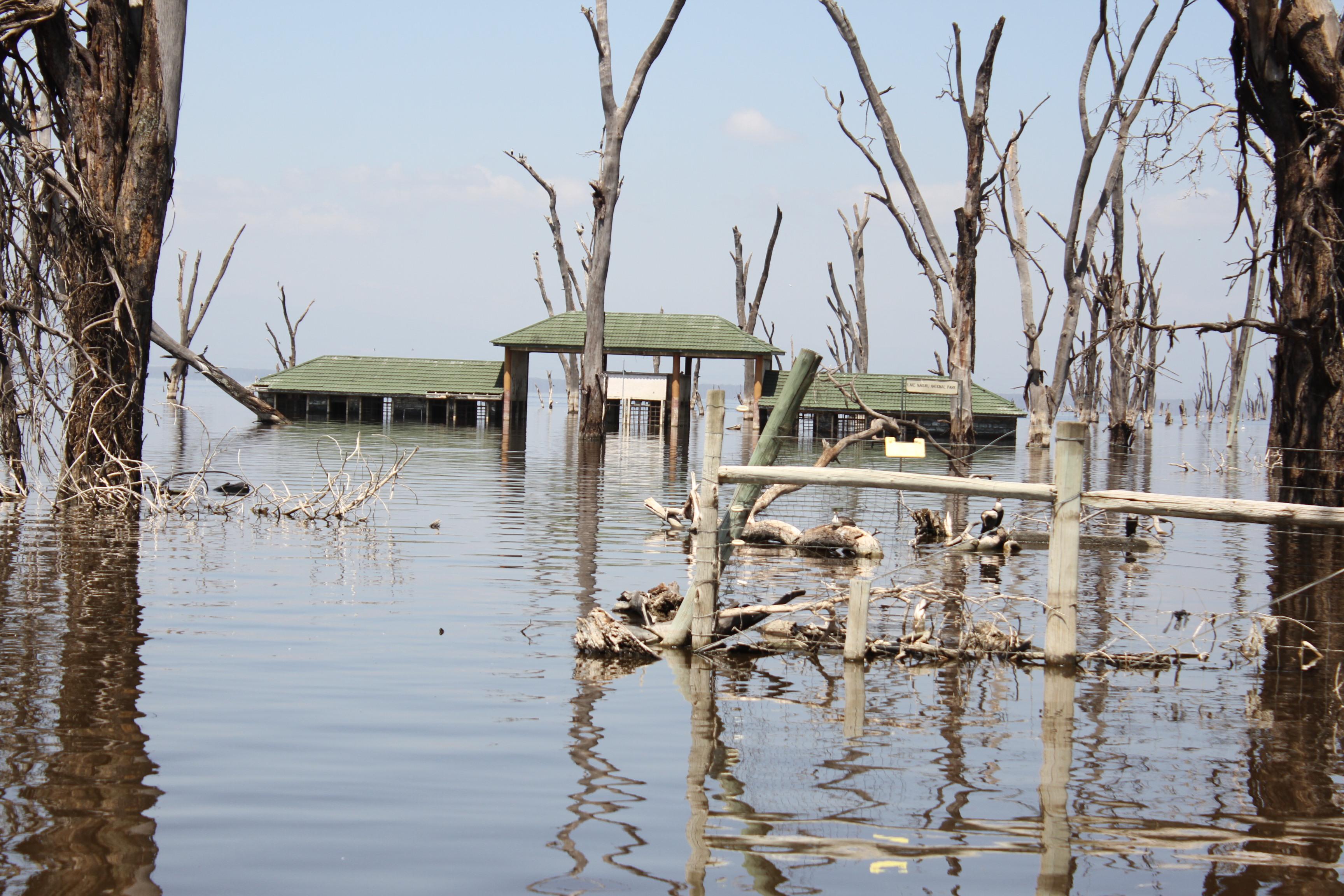 Rising floodwaters surround trees and vegetation inside Lake Nakuru National Park.
